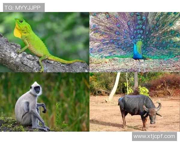 古代足球明星小鸡的传奇故事与影响力探秘