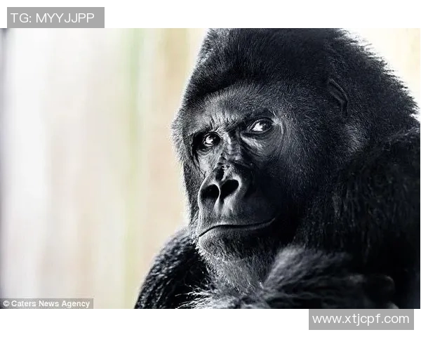 足球明星大猩猩的名字揭秘你绝对想不到的答案是什么